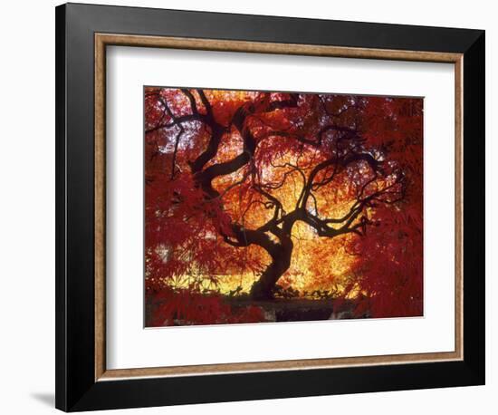 Japanese Maple, Darien, Connecticut, USA-Alison Jones-Framed Photographic Print