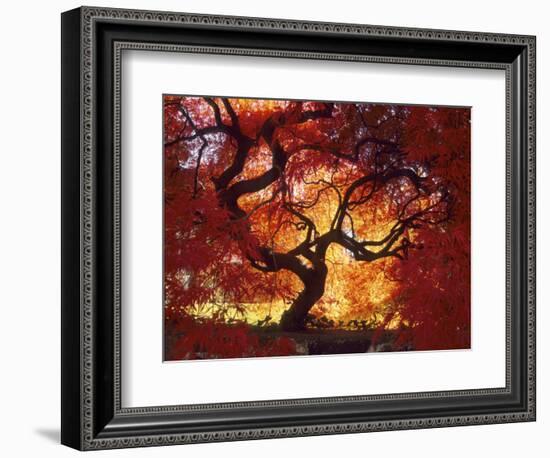 Japanese Maple, Darien, Connecticut, USA-Alison Jones-Framed Photographic Print