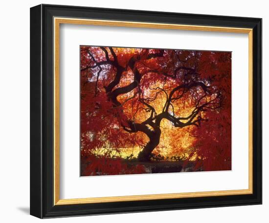 Japanese Maple, Darien, Connecticut, USA-Alison Jones-Framed Photographic Print