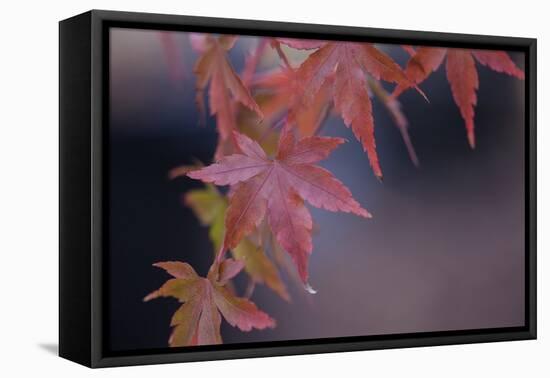 Japanese Maple I-Rita Crane-Framed Premier Image Canvas