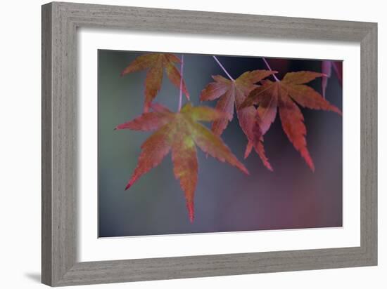 Japanese Maple II-Rita Crane-Framed Photographic Print