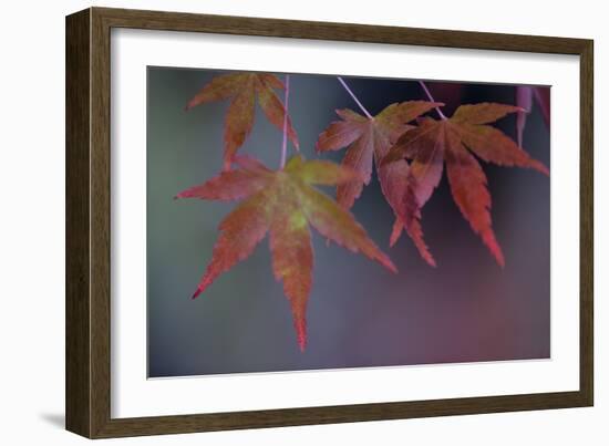 Japanese Maple II-Rita Crane-Framed Photographic Print