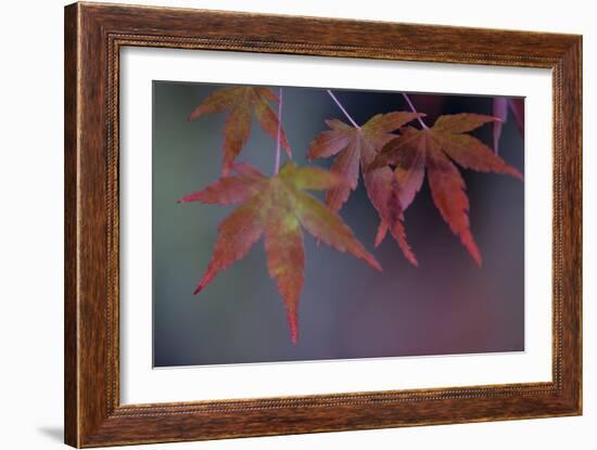 Japanese Maple II-Rita Crane-Framed Photographic Print