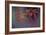 Japanese Maple II-Rita Crane-Framed Photographic Print