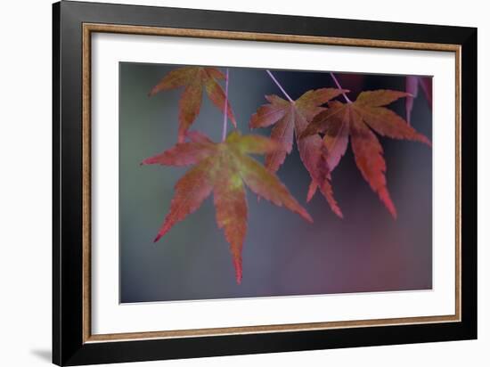 Japanese Maple II-Rita Crane-Framed Photographic Print