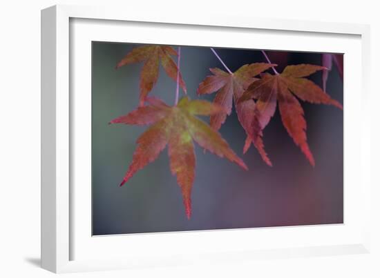 Japanese Maple II-Rita Crane-Framed Photographic Print