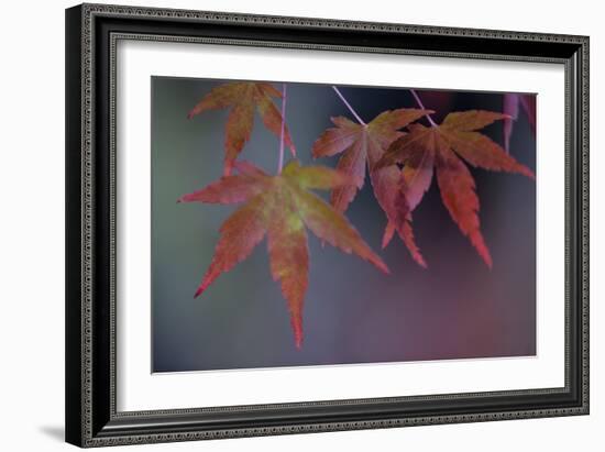 Japanese Maple II-Rita Crane-Framed Photographic Print