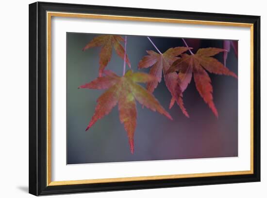 Japanese Maple II-Rita Crane-Framed Photographic Print