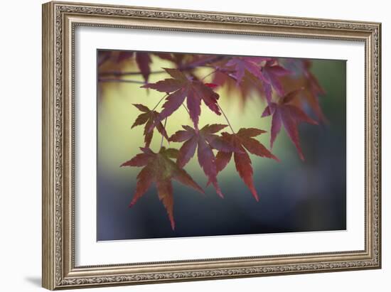 Japanese Maple III-Rita Crane-Framed Photographic Print