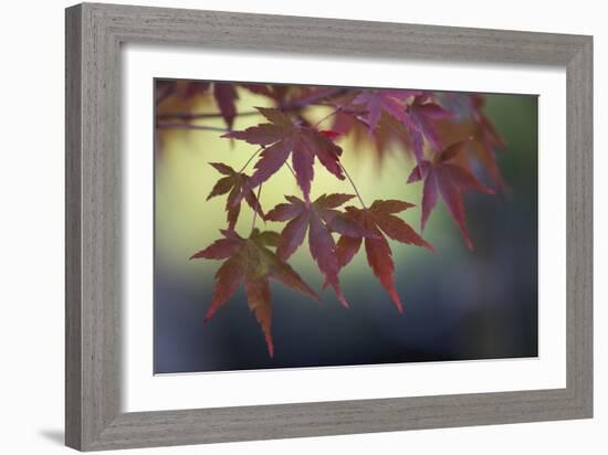 Japanese Maple III-Rita Crane-Framed Photographic Print