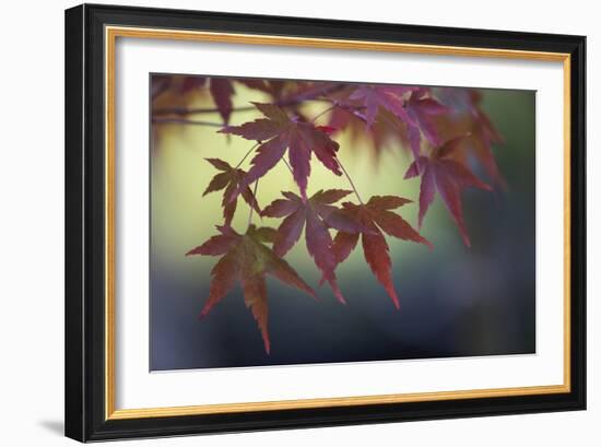 Japanese Maple III-Rita Crane-Framed Photographic Print