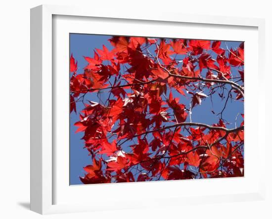 Japanese Maple in Autumn, Akan National Park, Hokkaido, Japan-Tony Waltham-Framed Photographic Print