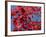 Japanese Maple in Autumn, Akan National Park, Hokkaido, Japan-Tony Waltham-Framed Photographic Print