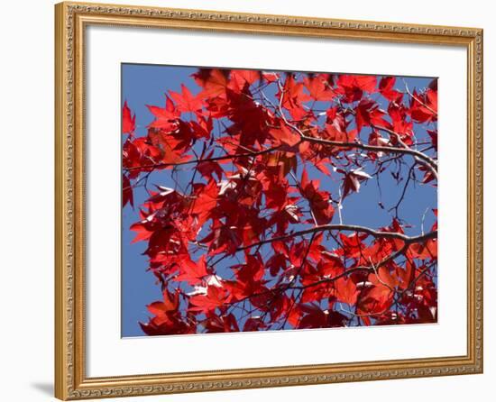 Japanese Maple in Autumn, Akan National Park, Hokkaido, Japan-Tony Waltham-Framed Photographic Print