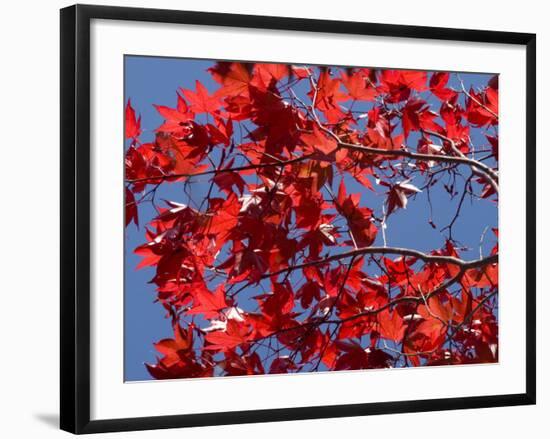 Japanese Maple in Autumn, Akan National Park, Hokkaido, Japan-Tony Waltham-Framed Photographic Print