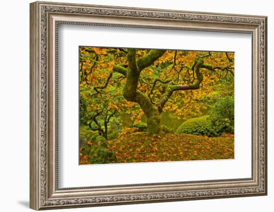 Japanese maple in Autumn, Portland, USA-Michel Hersen-Framed Photographic Print