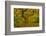 Japanese maple in Autumn, Portland, USA-Michel Hersen-Framed Photographic Print