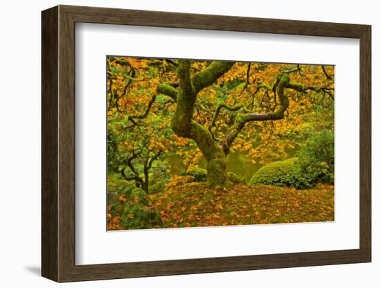 Japanese maple in Autumn, Portland, USA-Michel Hersen-Framed Photographic Print