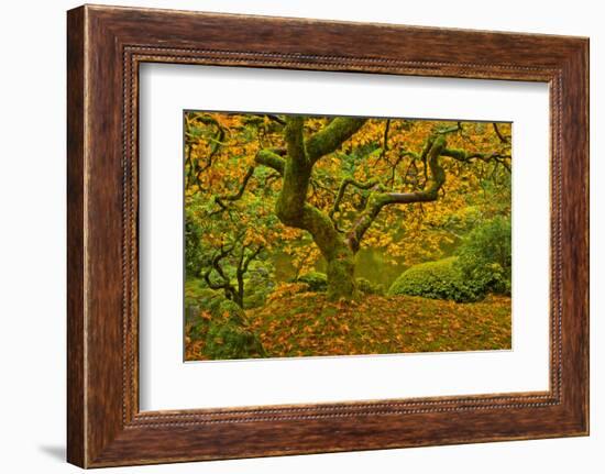 Japanese maple in Autumn, Portland, USA-Michel Hersen-Framed Photographic Print