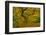 Japanese maple in Autumn, Portland, USA-Michel Hersen-Framed Photographic Print