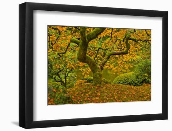 Japanese maple in Autumn, Portland, USA-Michel Hersen-Framed Photographic Print