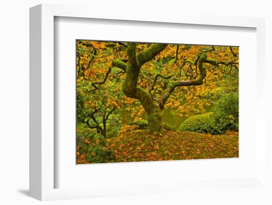 Japanese maple in Autumn, Portland, USA-Michel Hersen-Framed Photographic Print