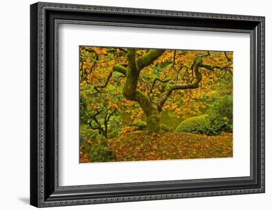 Japanese maple in Autumn, Portland, USA-Michel Hersen-Framed Photographic Print