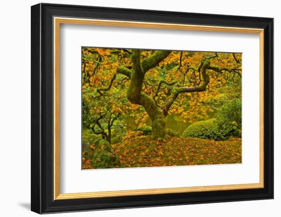 Japanese maple in Autumn, Portland, USA-Michel Hersen-Framed Photographic Print