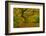 Japanese maple in Autumn, Portland, USA-Michel Hersen-Framed Photographic Print