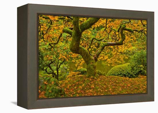 Japanese maple in Autumn, Portland, USA-Michel Hersen-Framed Premier Image Canvas