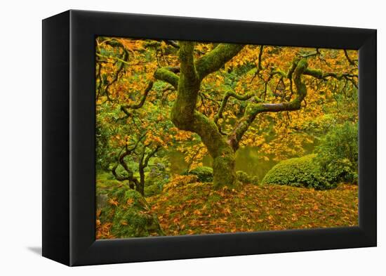 Japanese maple in Autumn, Portland, USA-Michel Hersen-Framed Premier Image Canvas
