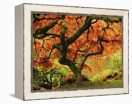 Japanese Maple in Full Fall Color, Portland Japanese Garden, Portland, Oregon, USA-Michel Hersen-Framed Premier Image Canvas