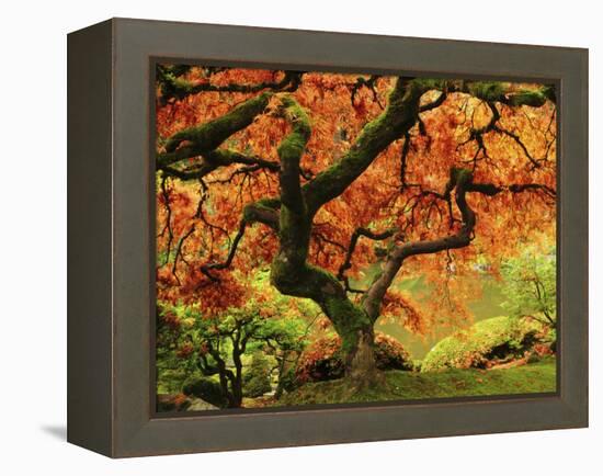 Japanese Maple in Full Fall Color, Portland Japanese Garden, Portland, Oregon, USA-Michel Hersen-Framed Premier Image Canvas