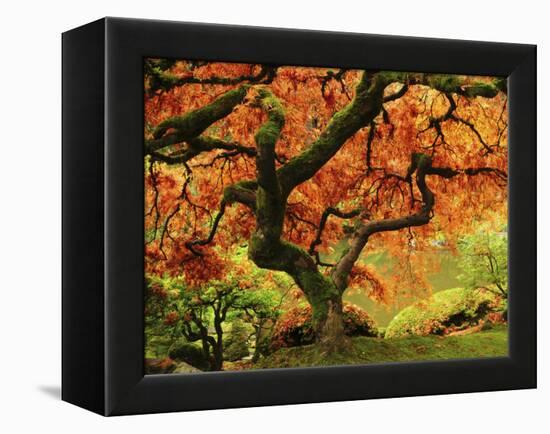 Japanese Maple in Full Fall Color, Portland Japanese Garden, Portland, Oregon, USA-Michel Hersen-Framed Premier Image Canvas