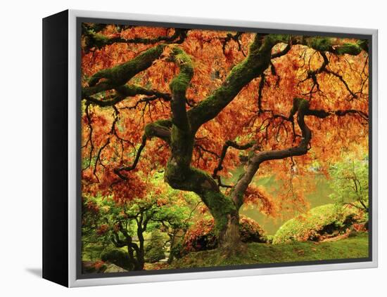 Japanese Maple in Full Fall Color, Portland Japanese Garden, Portland, Oregon, USA-Michel Hersen-Framed Premier Image Canvas