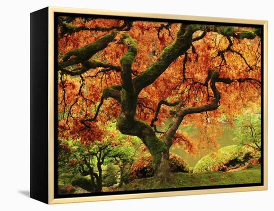 Japanese Maple in Full Fall Color, Portland Japanese Garden, Portland, Oregon, USA-Michel Hersen-Framed Premier Image Canvas