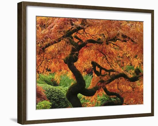 Japanese Maple in Full Fall Color, Portland Japanese Garden, Portland, Oregon, USA-Michel Hersen-Framed Photographic Print