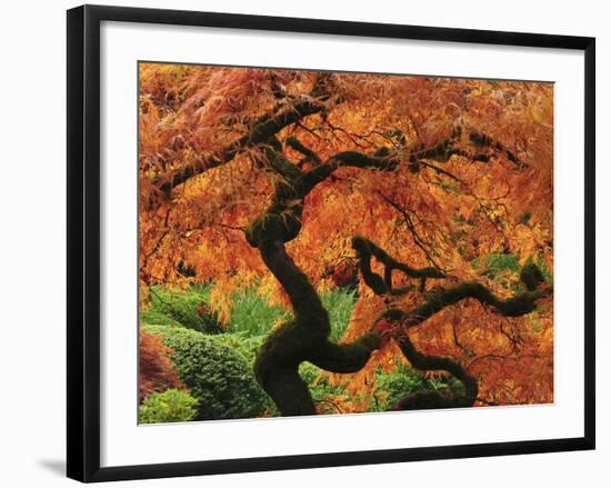 Japanese Maple in Full Fall Color, Portland Japanese Garden, Portland, Oregon, USA-Michel Hersen-Framed Photographic Print