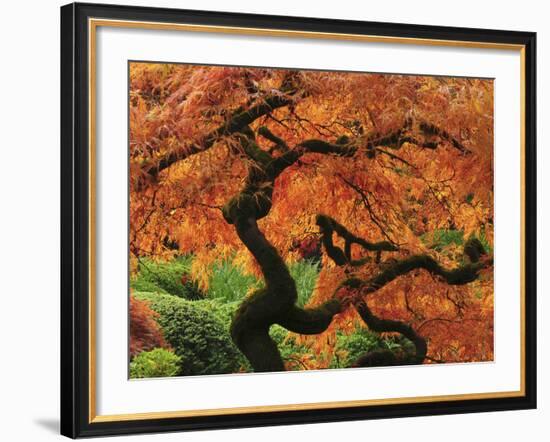 Japanese Maple in Full Fall Color, Portland Japanese Garden, Portland, Oregon, USA-Michel Hersen-Framed Photographic Print