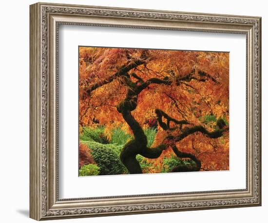 Japanese Maple in Full Fall Color, Portland Japanese Garden, Portland, Oregon, USA-Michel Hersen-Framed Photographic Print