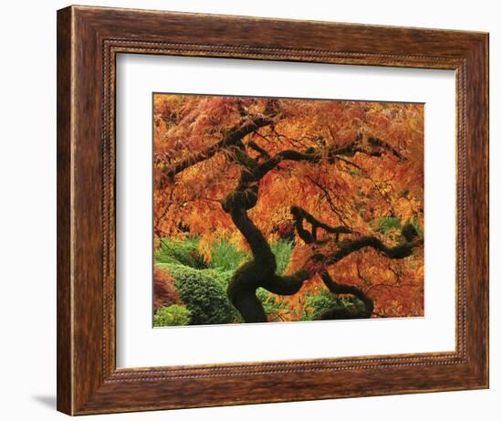 Japanese Maple in Full Fall Color, Portland Japanese Garden, Portland, Oregon, USA-Michel Hersen-Framed Photographic Print