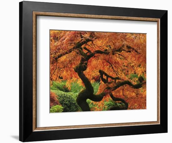 Japanese Maple in Full Fall Color, Portland Japanese Garden, Portland, Oregon, USA-Michel Hersen-Framed Photographic Print