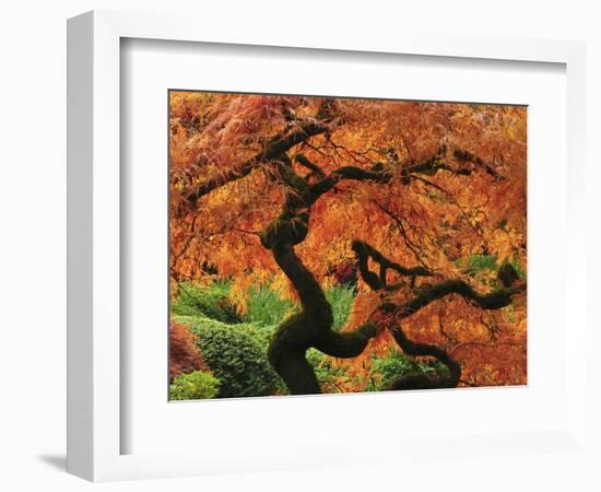 Japanese Maple in Full Fall Color, Portland Japanese Garden, Portland, Oregon, USA-Michel Hersen-Framed Photographic Print