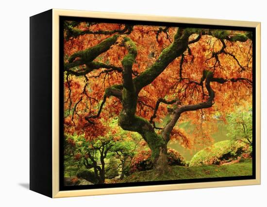 Japanese Maple in Full Fall Color, Portland Japanese Garden, Portland, Oregon, USA-Michel Hersen-Framed Premier Image Canvas