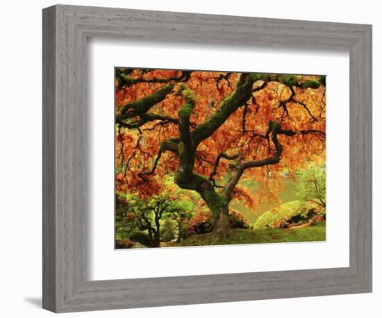 Japanese Maple in Full Fall Color, Portland Japanese Garden, Portland, Oregon, USA-Michel Hersen-Framed Premium Photographic Print