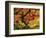 Japanese Maple in Full Fall Color, Portland Japanese Garden, Portland, Oregon, USA-Michel Hersen-Framed Premium Photographic Print