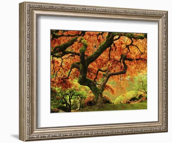 Japanese Maple in Full Fall Color, Portland Japanese Garden, Portland, Oregon, USA-Michel Hersen-Framed Photographic Print