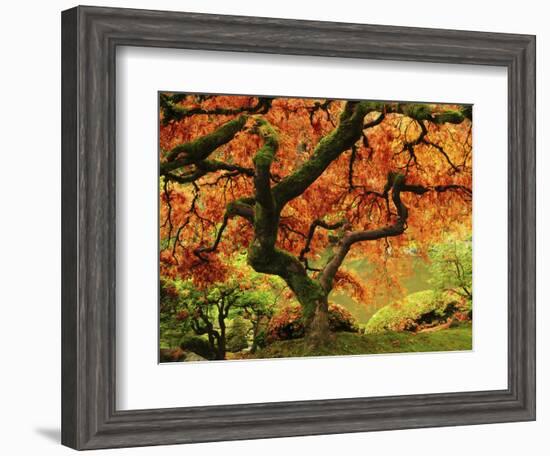 Japanese Maple in Full Fall Color, Portland Japanese Garden, Portland, Oregon, USA-Michel Hersen-Framed Photographic Print