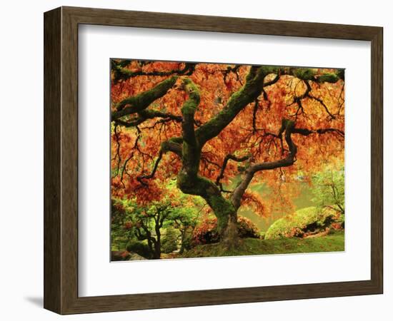 Japanese Maple in Full Fall Color, Portland Japanese Garden, Portland, Oregon, USA-Michel Hersen-Framed Photographic Print