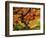 Japanese Maple in Full Fall Color, Portland Japanese Garden, Portland, Oregon, USA-Michel Hersen-Framed Photographic Print